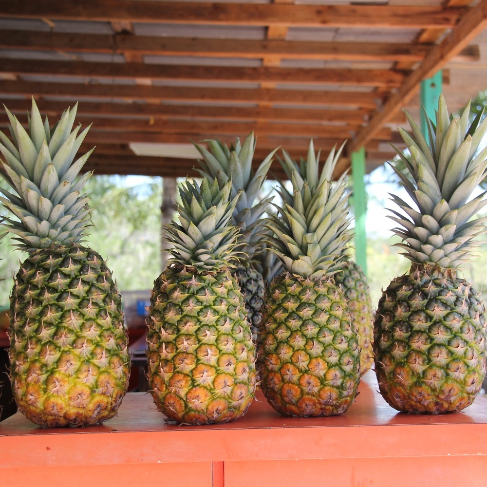 Meet your Posher, Lena